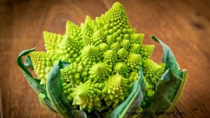 Romanesco Broccoli:gids voor planten, kweken en deskundige verzorging 