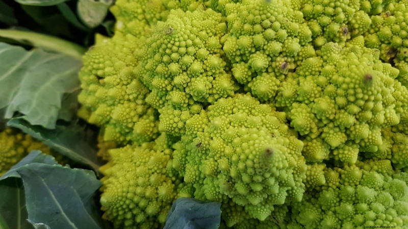 Romanesco Broccoli:gids voor planten, kweken en deskundige verzorging 
