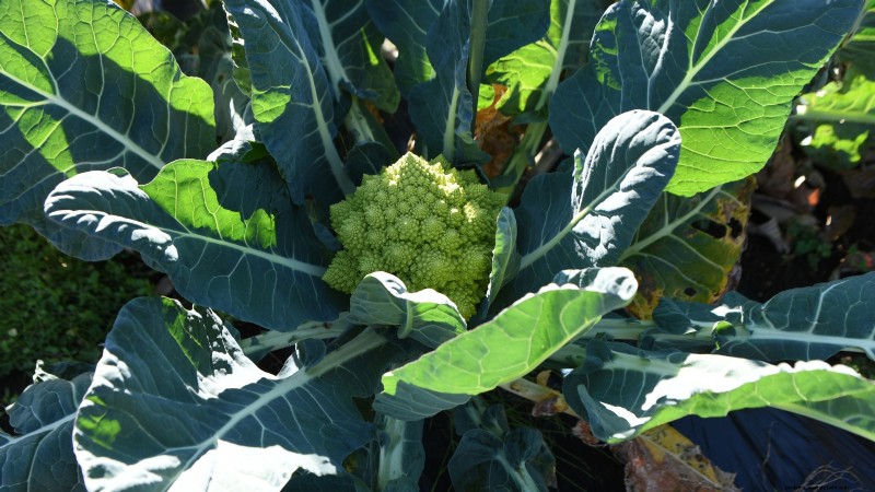 Romanesco Broccoli:gids voor planten, kweken en deskundige verzorging 