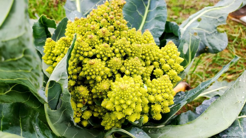 Romanesco Broccoli:gids voor planten, kweken en deskundige verzorging 