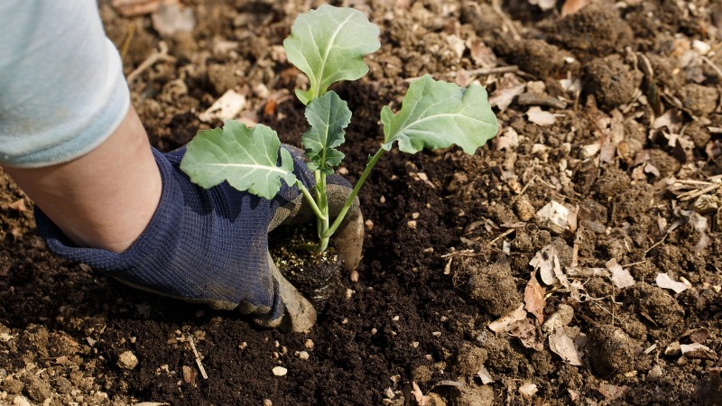Romanesco Broccoli:gids voor planten, kweken en deskundige verzorging 