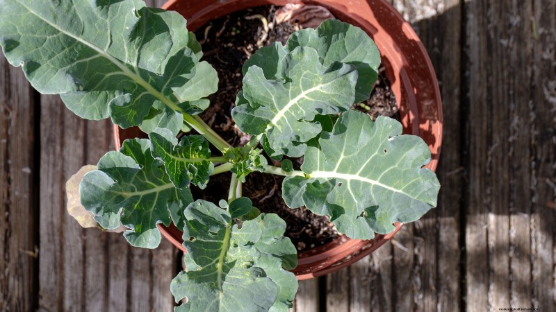 Romanesco Broccoli:gids voor planten, kweken en deskundige verzorging 