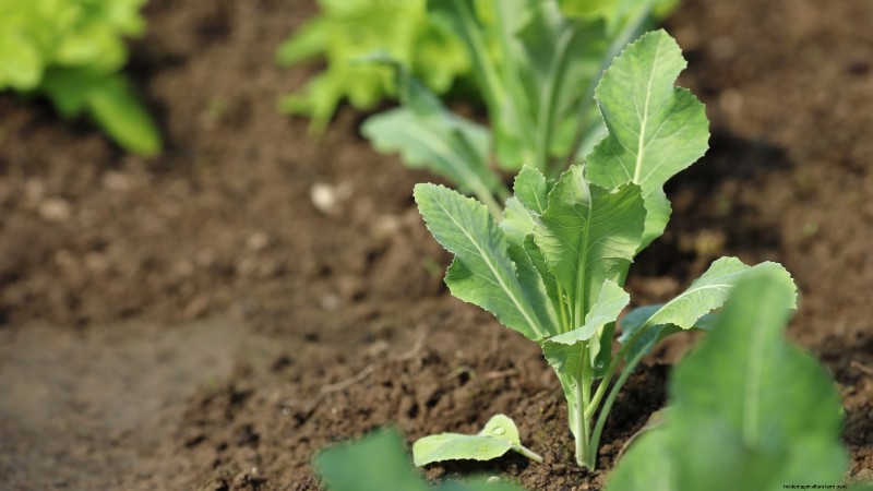 Romanesco Broccoli:gids voor planten, kweken en deskundige verzorging 