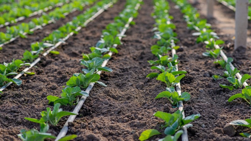 Romanesco Broccoli:gids voor planten, kweken en deskundige verzorging 