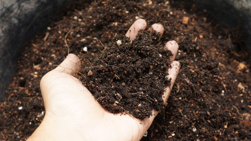 Romanesco Broccoli:gids voor planten, kweken en deskundige verzorging 