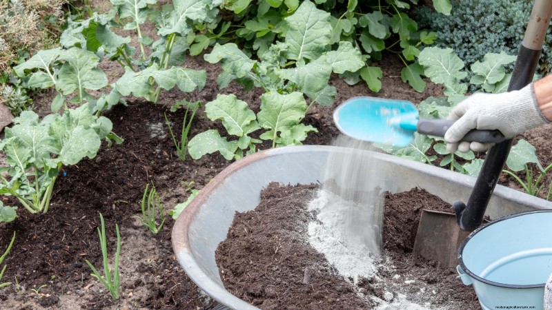 Romanesco Broccoli:gids voor planten, kweken en deskundige verzorging 