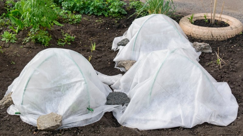 Romanesco Broccoli:gids voor planten, kweken en deskundige verzorging 