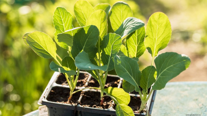 Romanesco Broccoli:gids voor planten, kweken en deskundige verzorging 