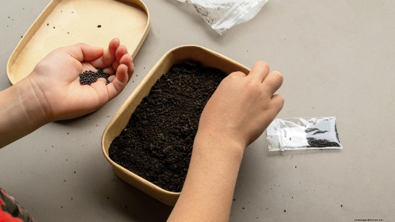 Romanesco Broccoli:gids voor planten, kweken en deskundige verzorging 