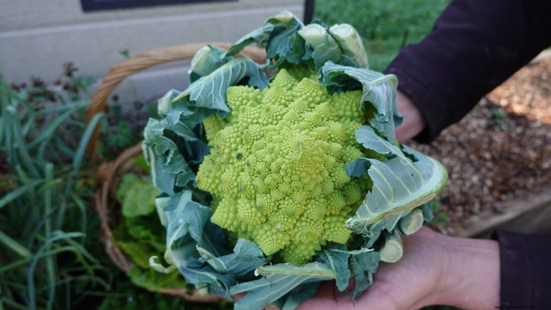 Romanesco Broccoli:gids voor planten, kweken en deskundige verzorging 