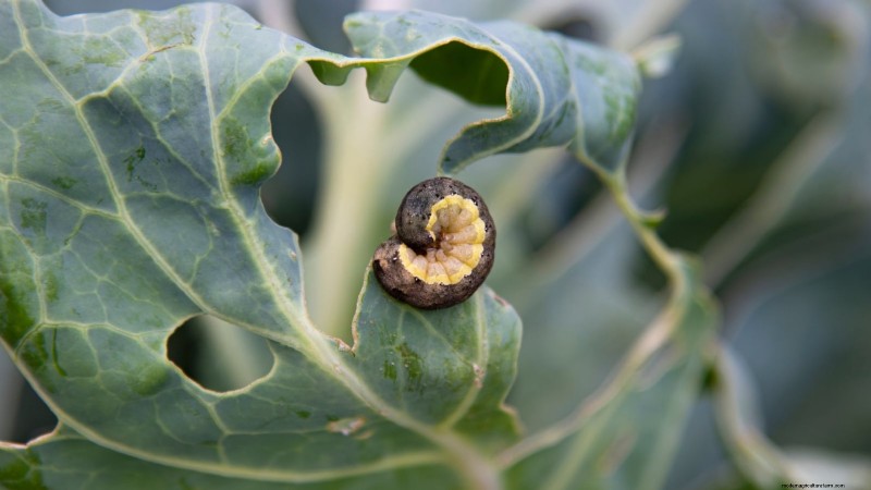 Romanesco Broccoli:gids voor planten, kweken en deskundige verzorging 