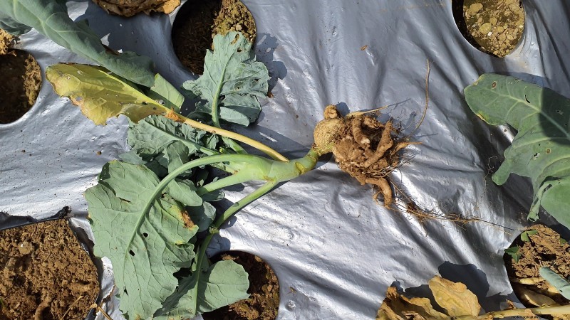 Romanesco Broccoli:gids voor planten, kweken en deskundige verzorging 