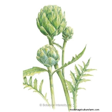 Verdure resistenti ai conigli:coltiva un giardino sicuro dai conigli 