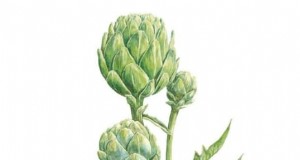 Vegetais resistentes a coelhos:cultive um jardim protegido contra coelhos 