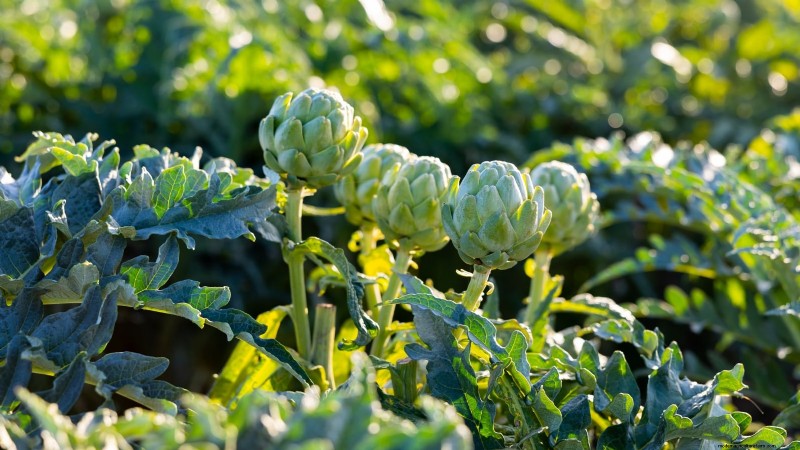 Verdure resistenti ai conigli:coltiva un giardino sicuro dai conigli 