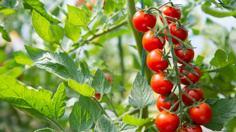 Verdure resistenti ai conigli:coltiva un giardino sicuro dai conigli 