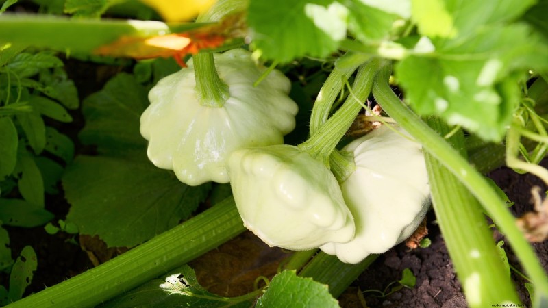 Verdure resistenti ai conigli:coltiva un giardino sicuro dai conigli 