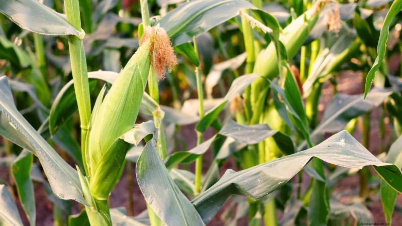 Verdure resistenti ai conigli:coltiva un giardino sicuro dai conigli 