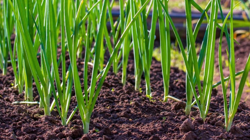 Verdure resistenti ai conigli:coltiva un giardino sicuro dai conigli 