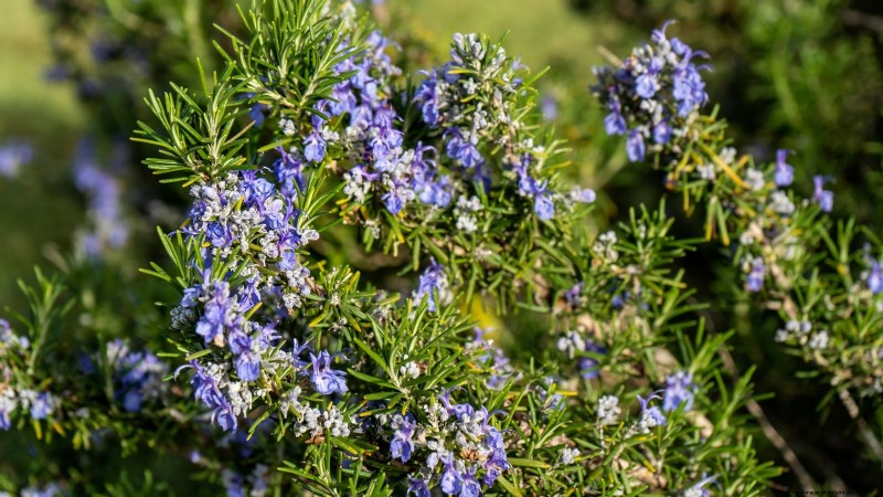 Verdure resistenti ai conigli:coltiva un giardino sicuro dai conigli 