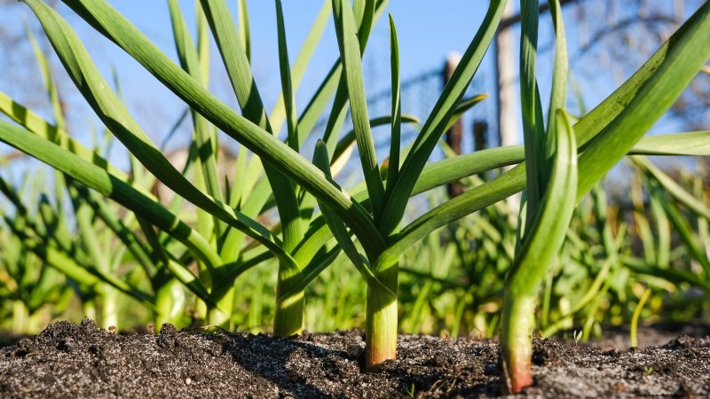 Verdure resistenti ai conigli:coltiva un giardino sicuro dai conigli 