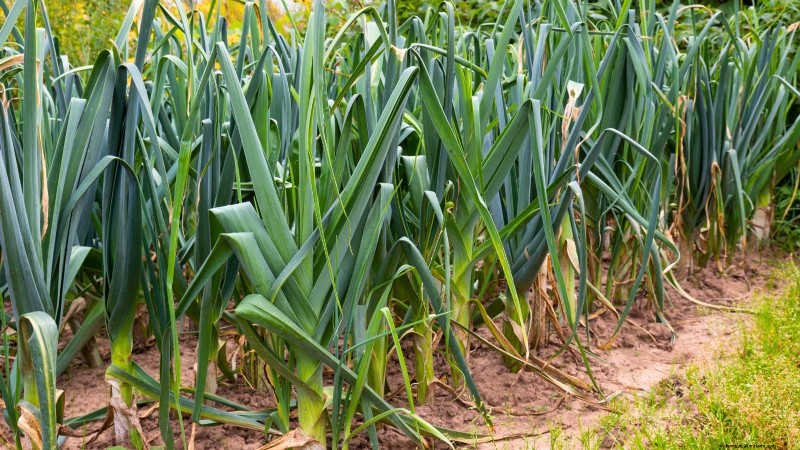 Verdure resistenti ai conigli:coltiva un giardino sicuro dai conigli 