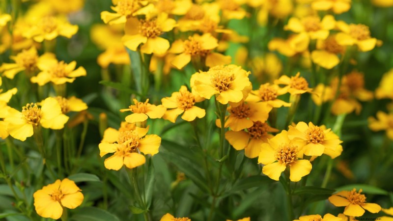 Verdure resistenti ai conigli:coltiva un giardino sicuro dai conigli 