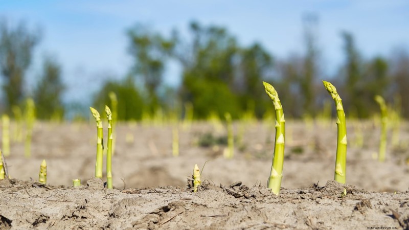 Verdure resistenti ai conigli:coltiva un giardino sicuro dai conigli 