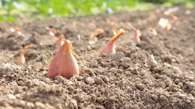 Beste uienrassen om in maart te planten | Smaak- en klimaatgids 