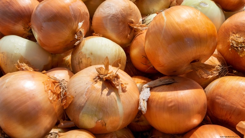 Beste uienrassen om in maart te planten | Smaak- en klimaatgids 