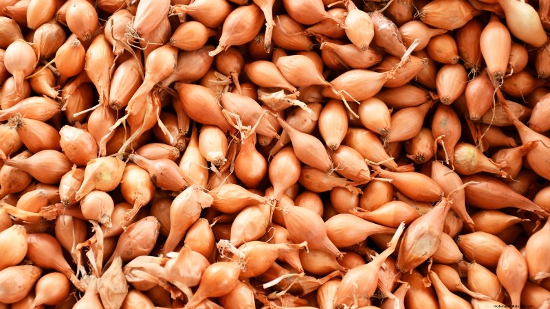 Beste uienrassen om in maart te planten | Smaak- en klimaatgids 