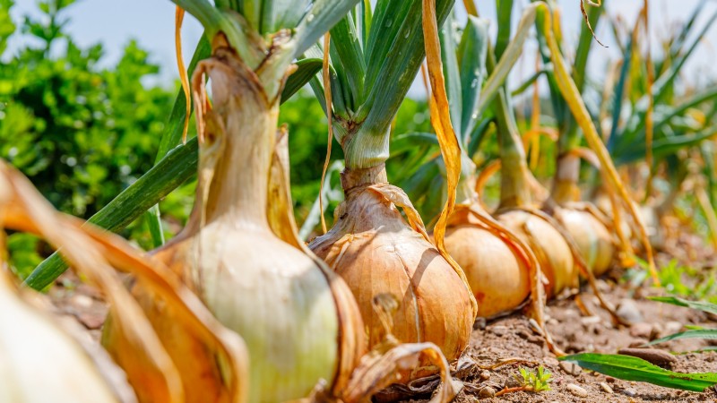 Beste uienrassen om in maart te planten | Smaak- en klimaatgids 