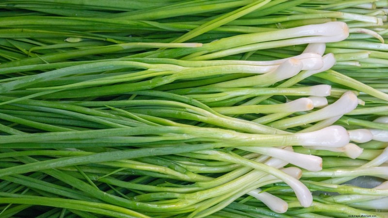 Beste uienrassen om in maart te planten | Smaak- en klimaatgids 