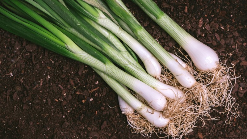 Beste uienrassen om in maart te planten | Smaak- en klimaatgids 