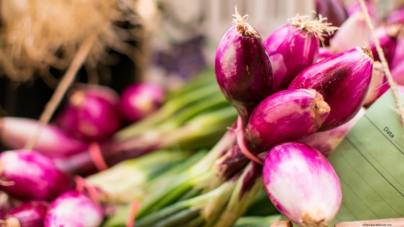 Beste uienrassen om in maart te planten | Smaak- en klimaatgids 