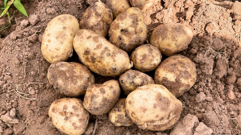 Coltivare patate dal supermercato Patate:una guida per principianti 