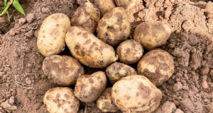 Aardappelen kweken in de supermarkt Aardappelen:een beginnershandleiding 