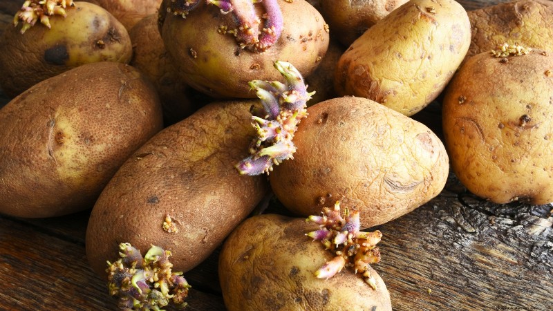 Coltivare patate dal supermercato Patate:una guida per principianti 