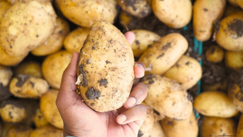Coltivare patate dal supermercato Patate:una guida per principianti 