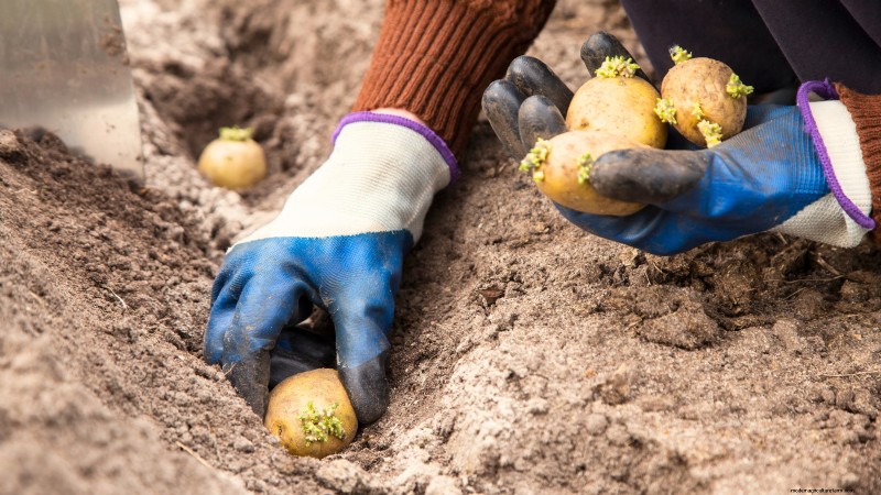 Coltivare patate dal supermercato Patate:una guida per principianti 