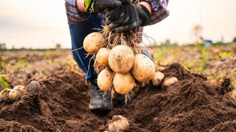 Coltivare patate dal supermercato Patate:una guida per principianti 