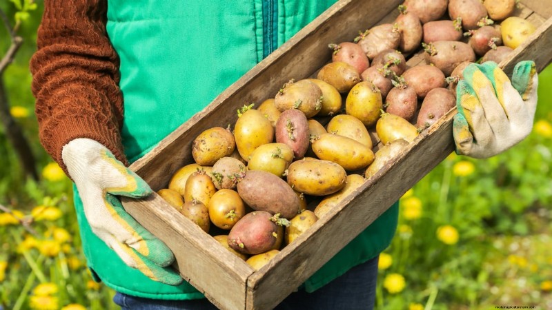 Coltivare patate dal supermercato Patate:una guida per principianti 