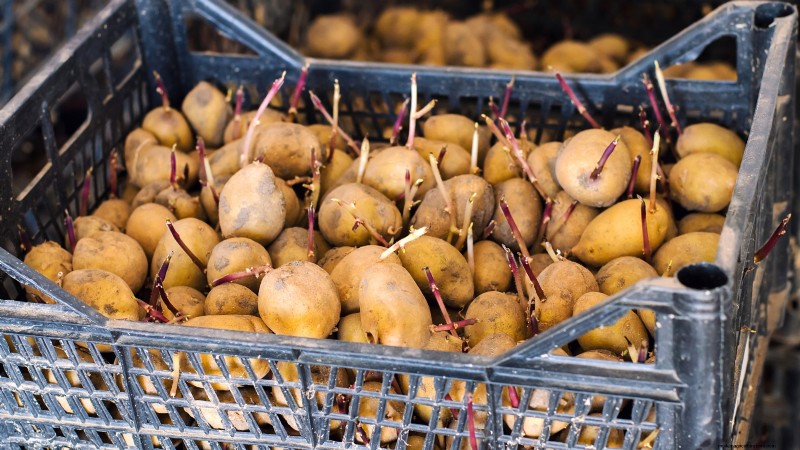Coltivare patate dal supermercato Patate:una guida per principianti 