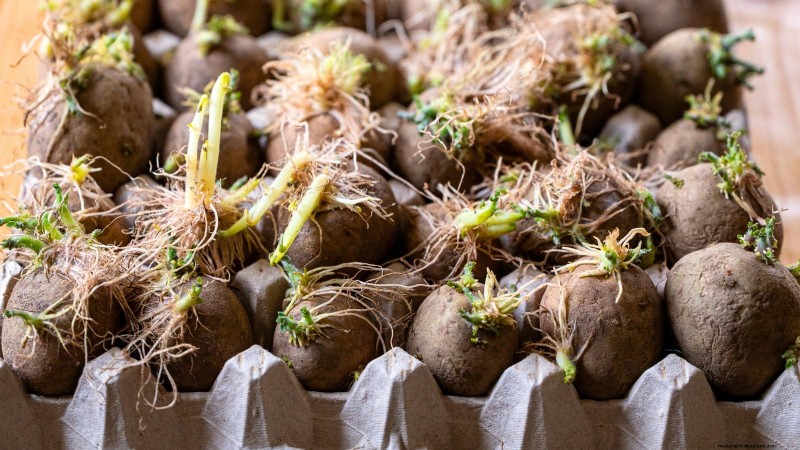 Coltivare patate dal supermercato Patate:una guida per principianti 