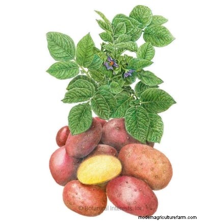 Piantare patate:intere o tagliate - Una guida per il giardiniere 