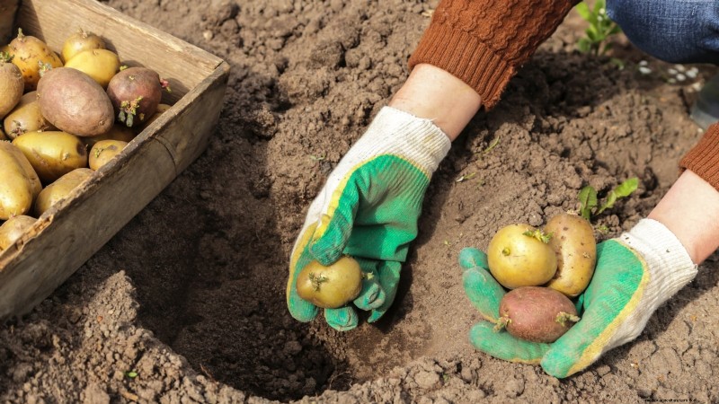 Piantare patate:intere o tagliate - Una guida per il giardiniere 