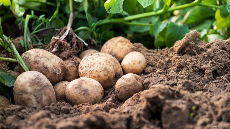 Piantare patate:intere o tagliate - Una guida per il giardiniere 