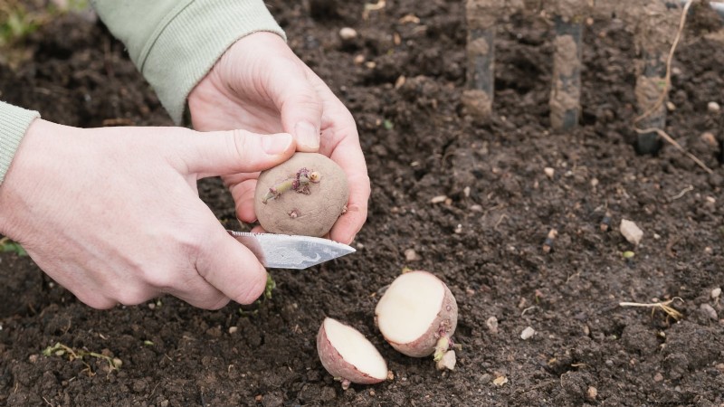 Piantare patate:intere o tagliate - Una guida per il giardiniere 