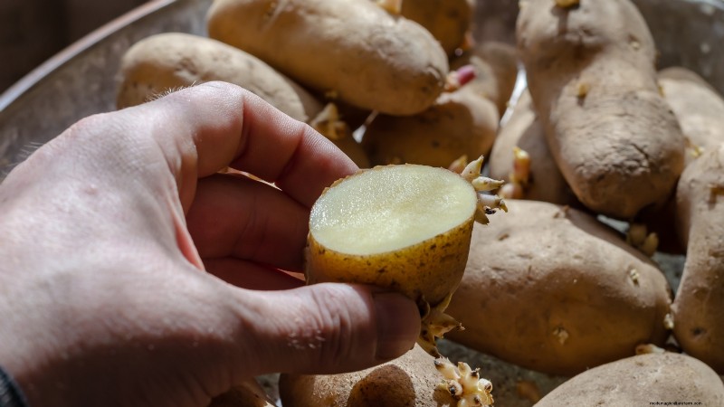 Piantare patate:intere o tagliate - Una guida per il giardiniere 