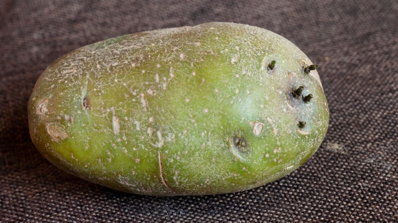Piantare patate:intere o tagliate - Una guida per il giardiniere 